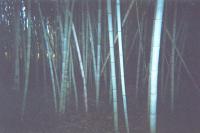 Henon Bamboo Poles at www.thebigbamboocompany.com